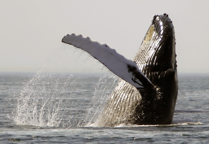 Study finds ship noise disrupting humpback whale feeding