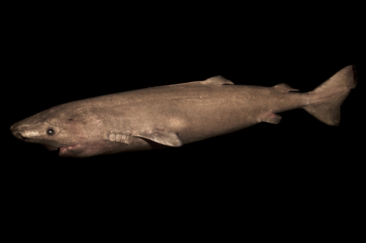 These animals outlive humans: Top 10 longest living critters