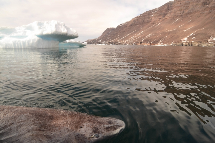 Greenland shark now oldest living animal with backbone