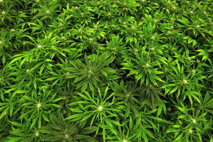 US government won't reclassify marijuana, allows research