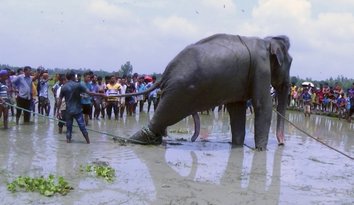 Bangladesh tries to move stranded elephant to safari park
