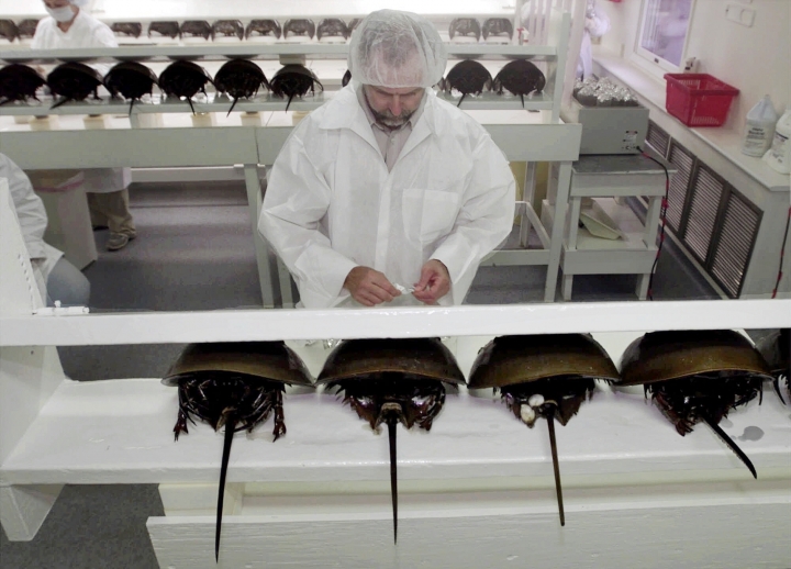 Regulators study horseshoe crab survival in medical harvest