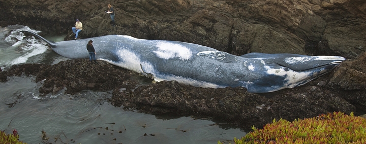 Survival of the smallest? Bigger sea species more threatened