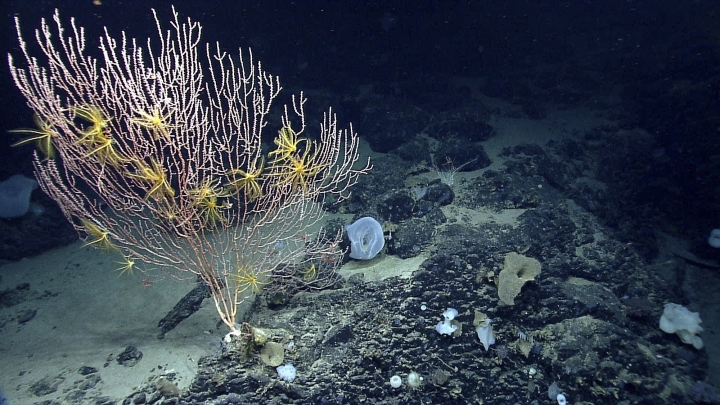 Obama will create first marine national monument in Atlantic