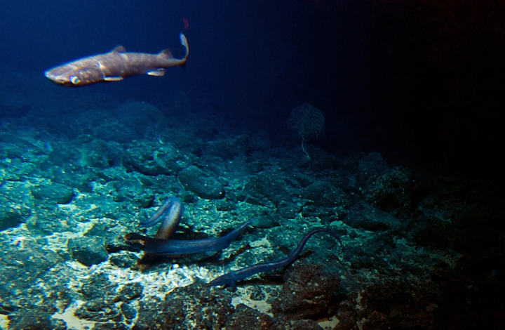 AP Exclusive: Deep-sea volcano a hotspot for mysterious life