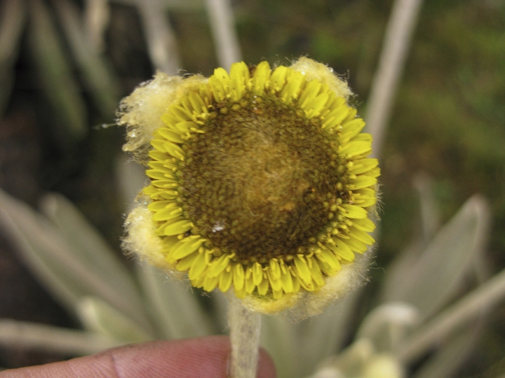 Plant species discovered in Colombia named to honor Santos