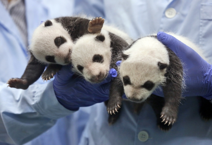 China plans panda preserve 3 times size of Yellowstone park