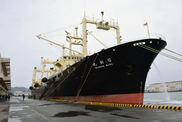 Japanese fleet returns from Antarctic hunt with 333 whales
