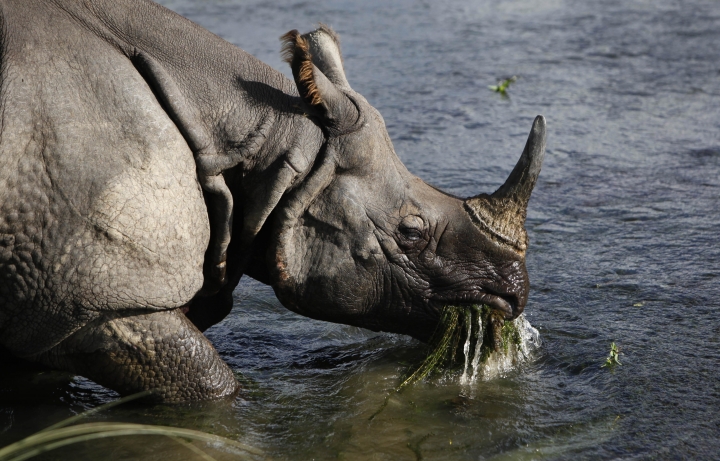 Poachers kill rare one-horned rhino in southern Nepal forest