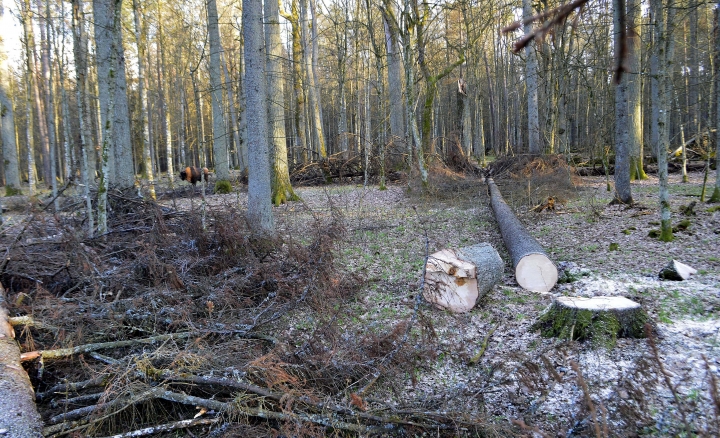 Artists ask Polish leaders to stop primeval forest logging