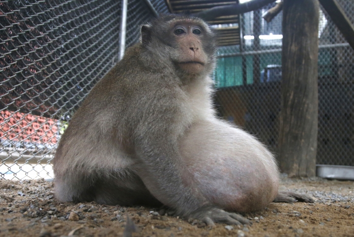 Thailand's chunky monkey on diet after gorging on junk food