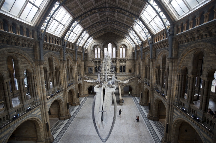 Britain's Natural History Museum unveils huge whale skeleton