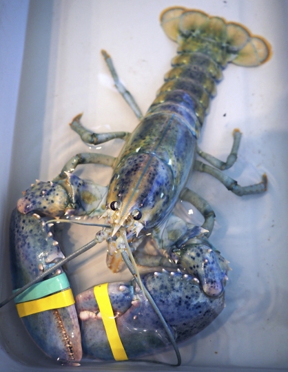Man beats odds of catching blue lobster, donates to science