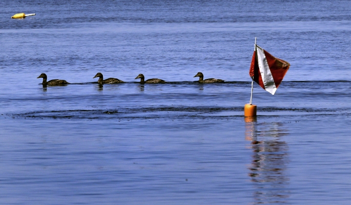 Vanishing kelp: Warm ocean takes toll on undersea forests