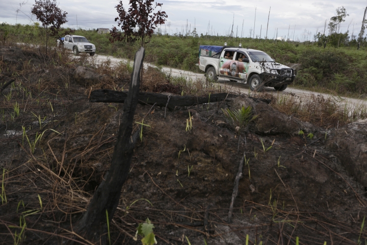 Indonesia forest threatened by development despite new rules