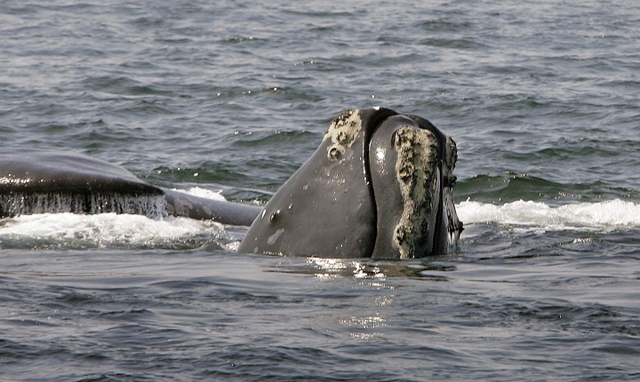 US, Canada to investigate deaths of endangered whales