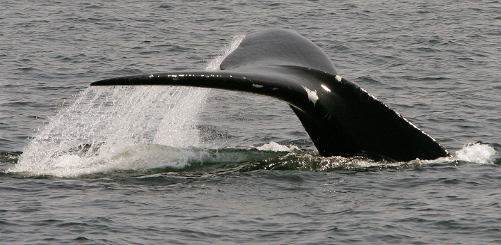 New model confirms endangered right whales are declining