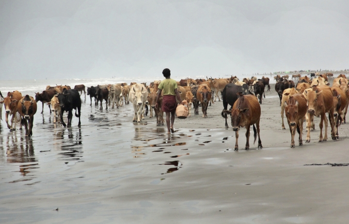 Cattle from abandoned Rohingya villages sold to displaced