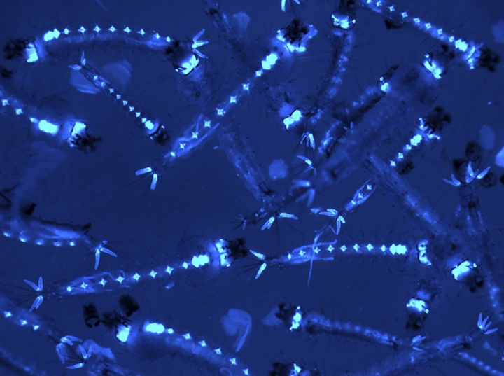 Mosquito gut bacteria may offer clues to malaria control