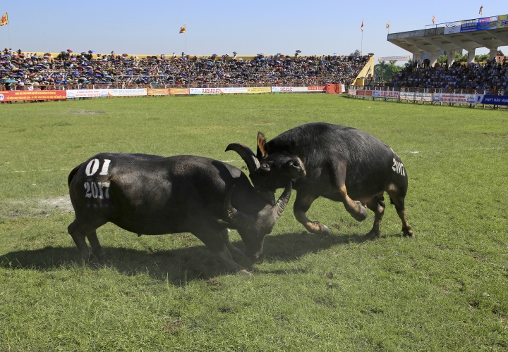 Vietnam resumes water buffalo fighting decried as violent