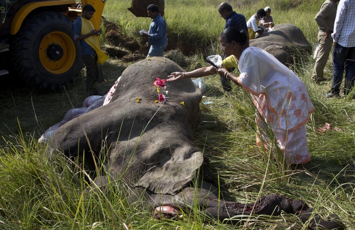 India passenger train hits and kills 2 Asian elephants
