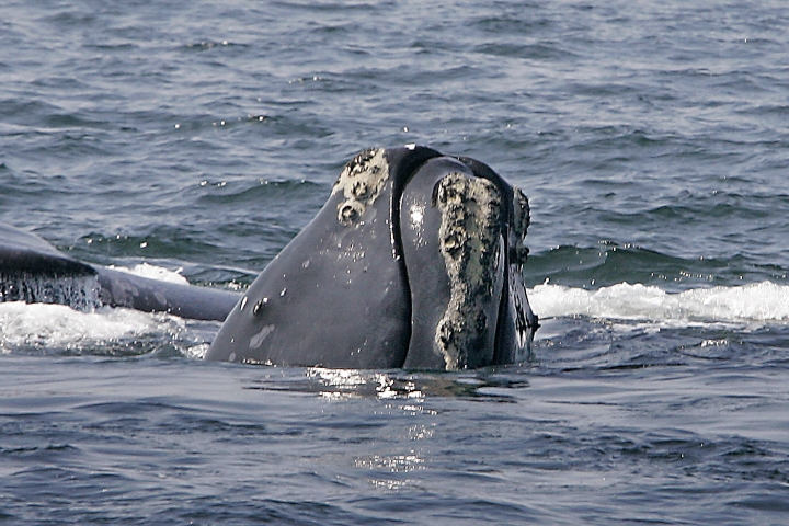 Officials: Whales, after deadly year, could become extinct