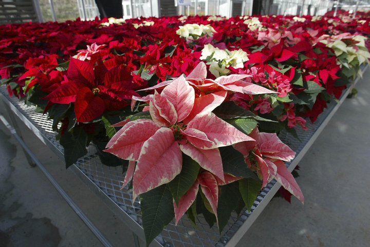Science Says: Are poinsettias poisonous? Some holiday truths