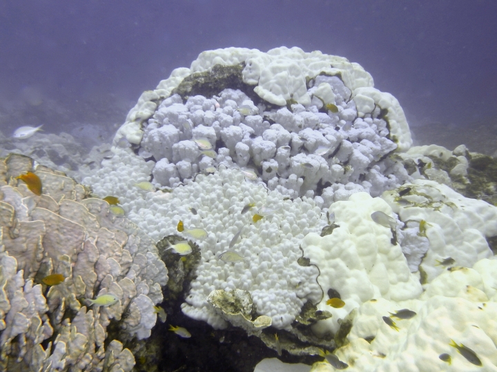 Low oxygen levels, coral bleaching getting worse in oceans