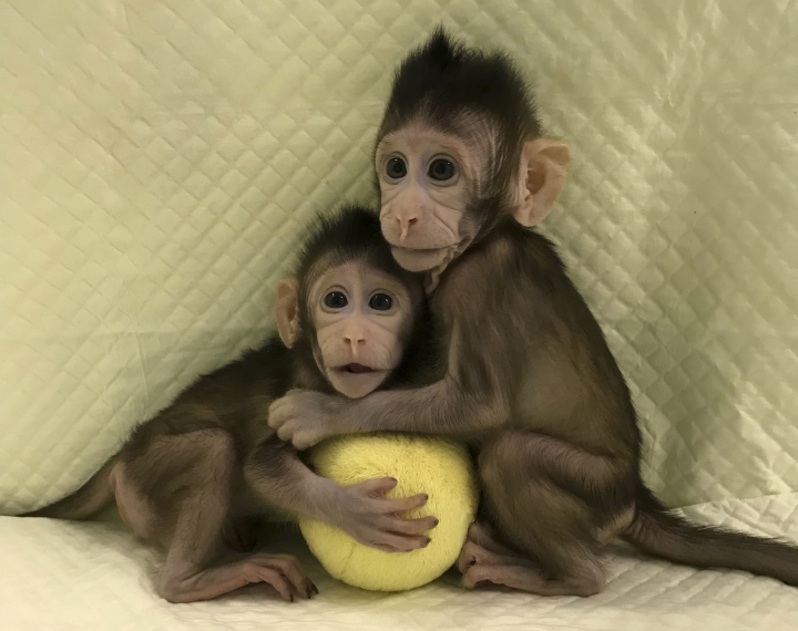 Scientists successfully clone monkeys; are humans up next?