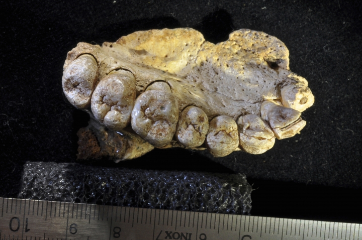 Fossil shows modern humans left Africa earlier than thought